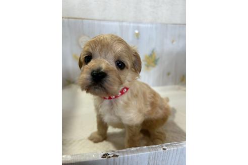 販売中の群馬県のマルプー:マルチーズ×トイプードル-388464の5枚目